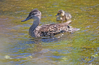 Northern Pintails